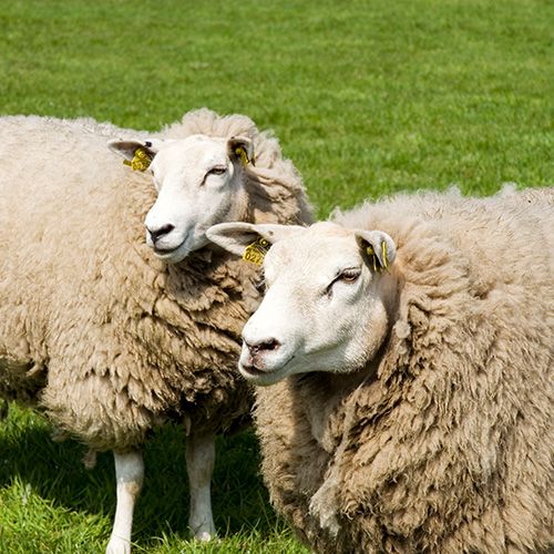 Behandling af får