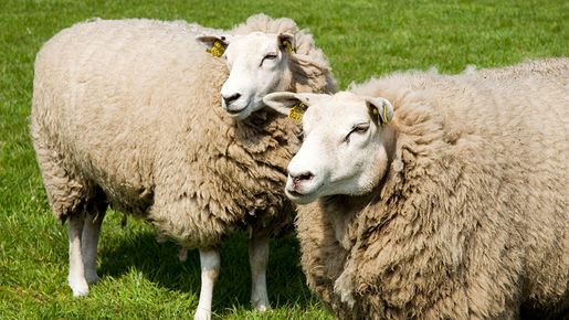 Behandling af får og geder